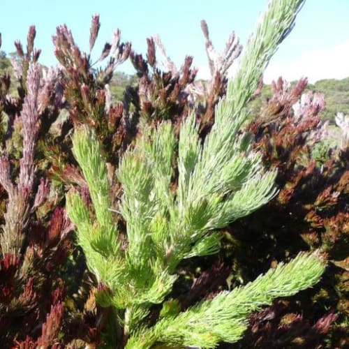 Bronze Glow Woolly Bush Adenanthos sericeus Bronze Glow Nativ by